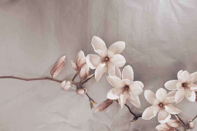 Fototapeta Beżowe Magnolie