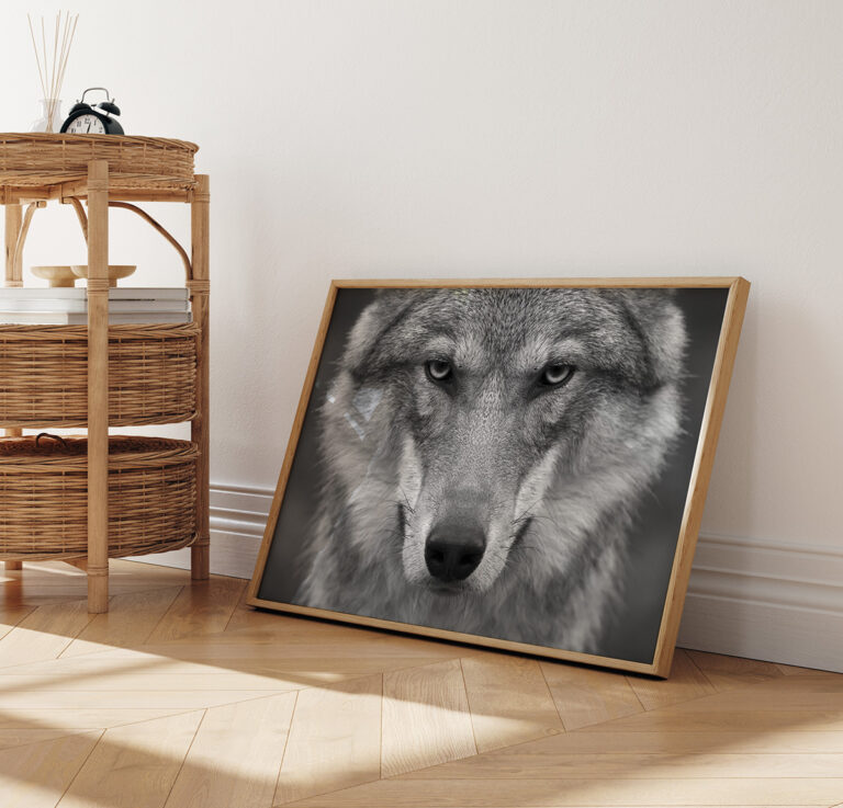 Wilk w Czarno-Białej Tonacji – Portret Dzikiej Natury Plakat